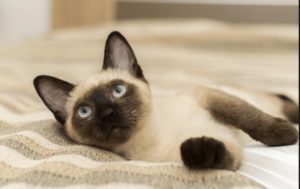 best cat litter for male cats