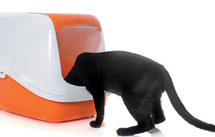 large cat litter box with lid