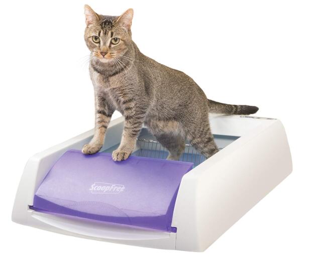 Top 10 Best Cat Litter Box Reviews For Entry Top/Multiple Cats & Guide