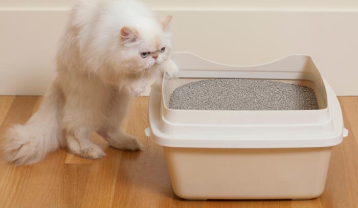extra large cat litter box