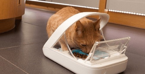 The 10+ Best Cat Automatic Feeder Reviews For Cats And Dogs of 2021