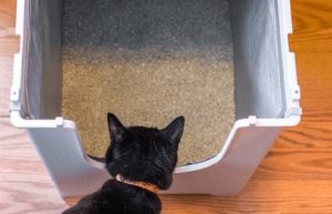 best cat litter box for odor control