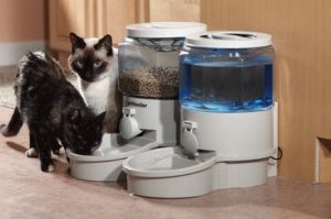 best automatic cat feeder reviews