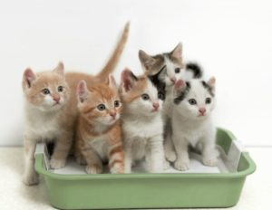 self cleaning litter box for multiple cats