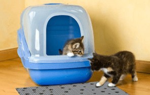 best self cleaning litter box for multiple cats