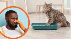 best clumping cat litter for odor control