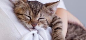 猫の喘息の自然療法