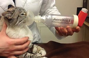astmul fără praf pentru pisici
