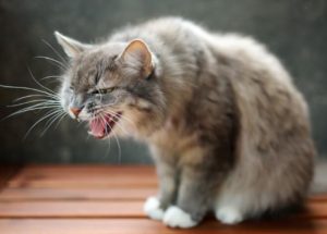 kull för katter med astma