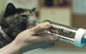 melhor ninhada para gatos com asma