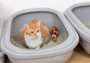 best cat litter for urine absorption