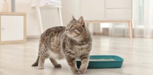 best cat litter for odor and dust