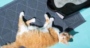 cat litter floor mat
