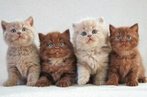 guides of multiple cats litter