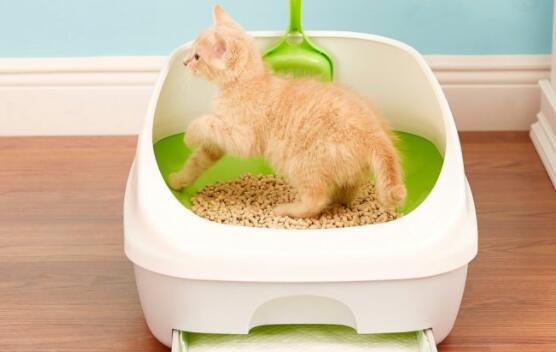 How to Clean NonClumping Cat Litter? Cat Is A Friend