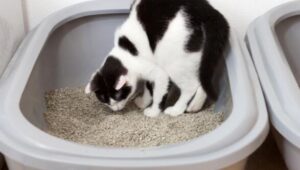 how to stop kitty eating litters