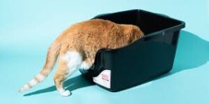 high sided litter box for male cats