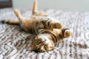 suitable litter box for bengal cats