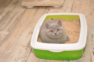 best litter box for male cats