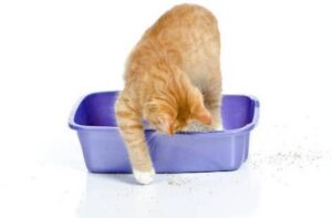best cat litter box for messy cats
