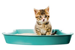 self cleaning kitty litter box