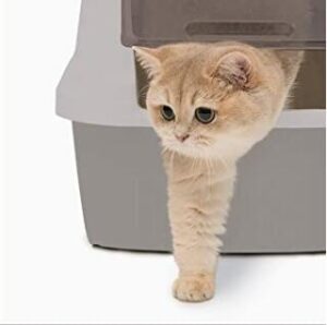 A cat in the enclosed cat litter box