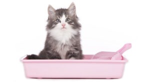 train a cat to use a litter box