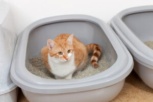litter box with large space
