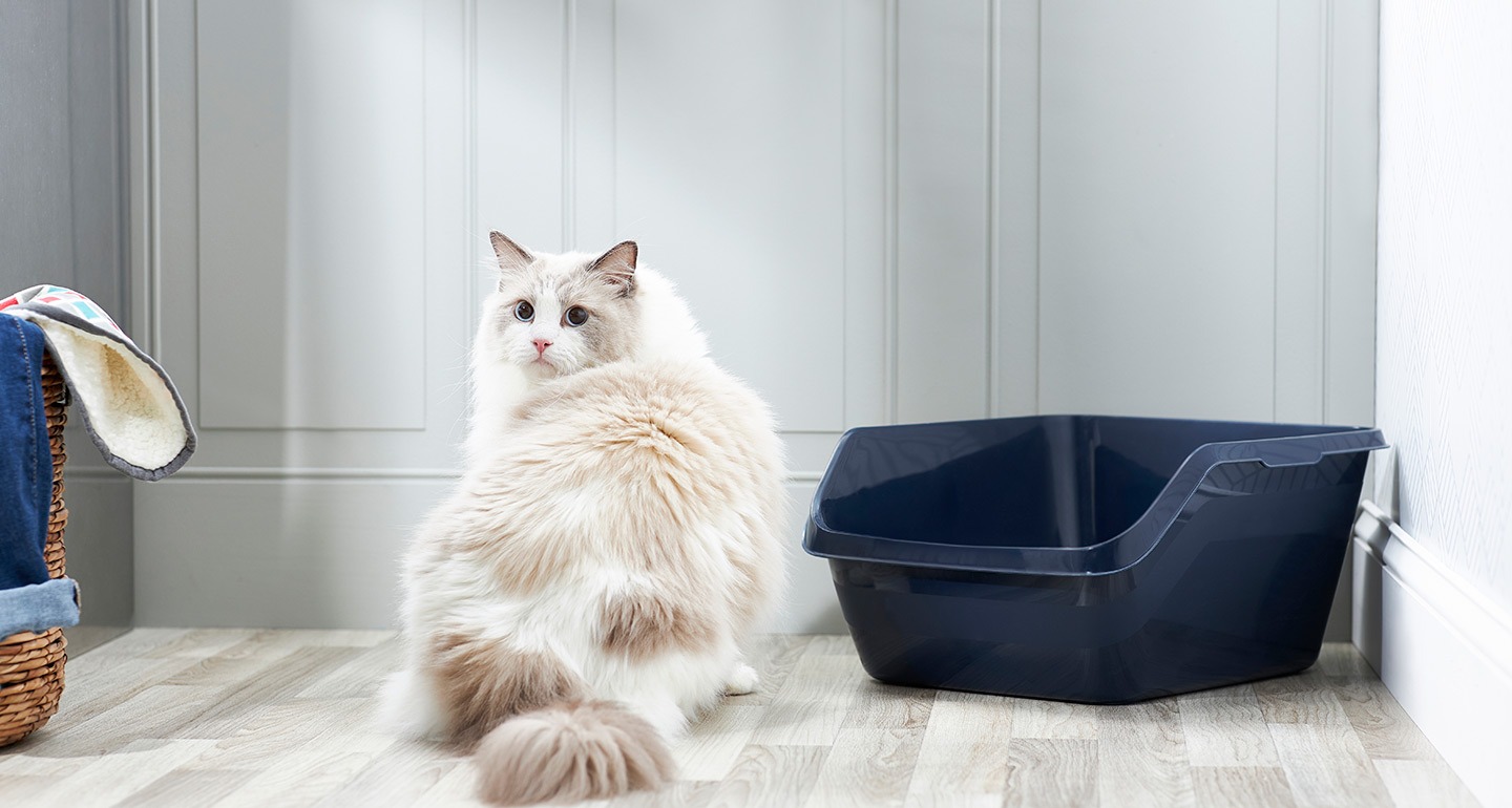The 6 Best Litter Box for Long Hair Cats Reviews of 2021 Cat is a Friend!