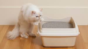 best litter box for persian cats