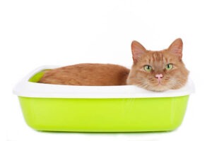best self cleaning kitty litter box
