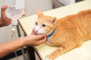 how often should you take your cat to vet