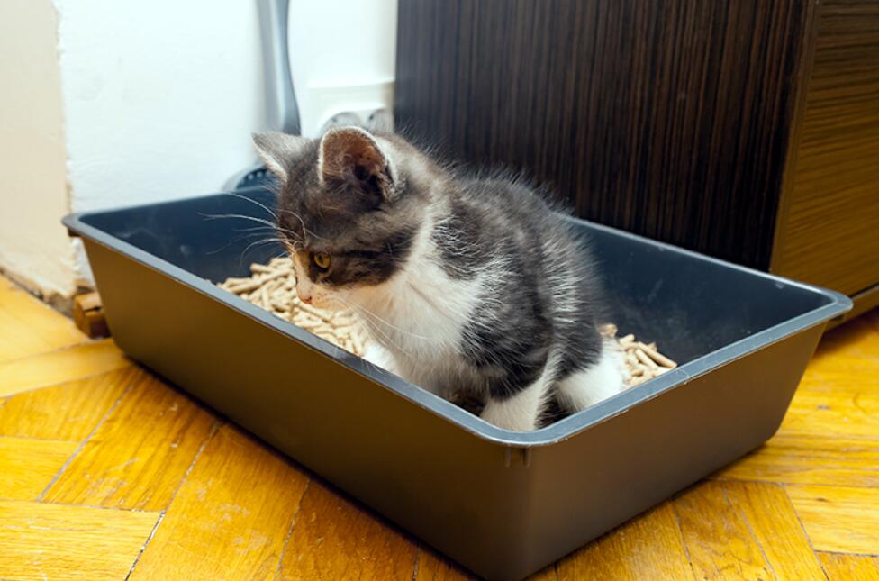 3 Ways to Dispose Used Clumping Cat Litter Cat is a Friend!