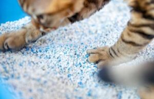 How to Use Non clumping Cat Litter