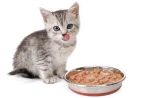 how much to feed a kitten