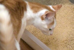 The Reasons Why Cat Refuses to Pee in the Litter Box