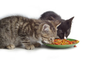 What Are the Benefits of Wet Food