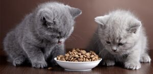 how much should i feed my kitten