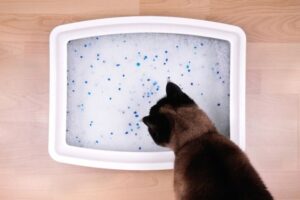 how to use non clumping litter