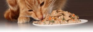 How Do Kittens’ Nutritional Needs Differ from Those of Adult Cats
