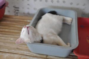 My Cat Sleeping In the Litter Box