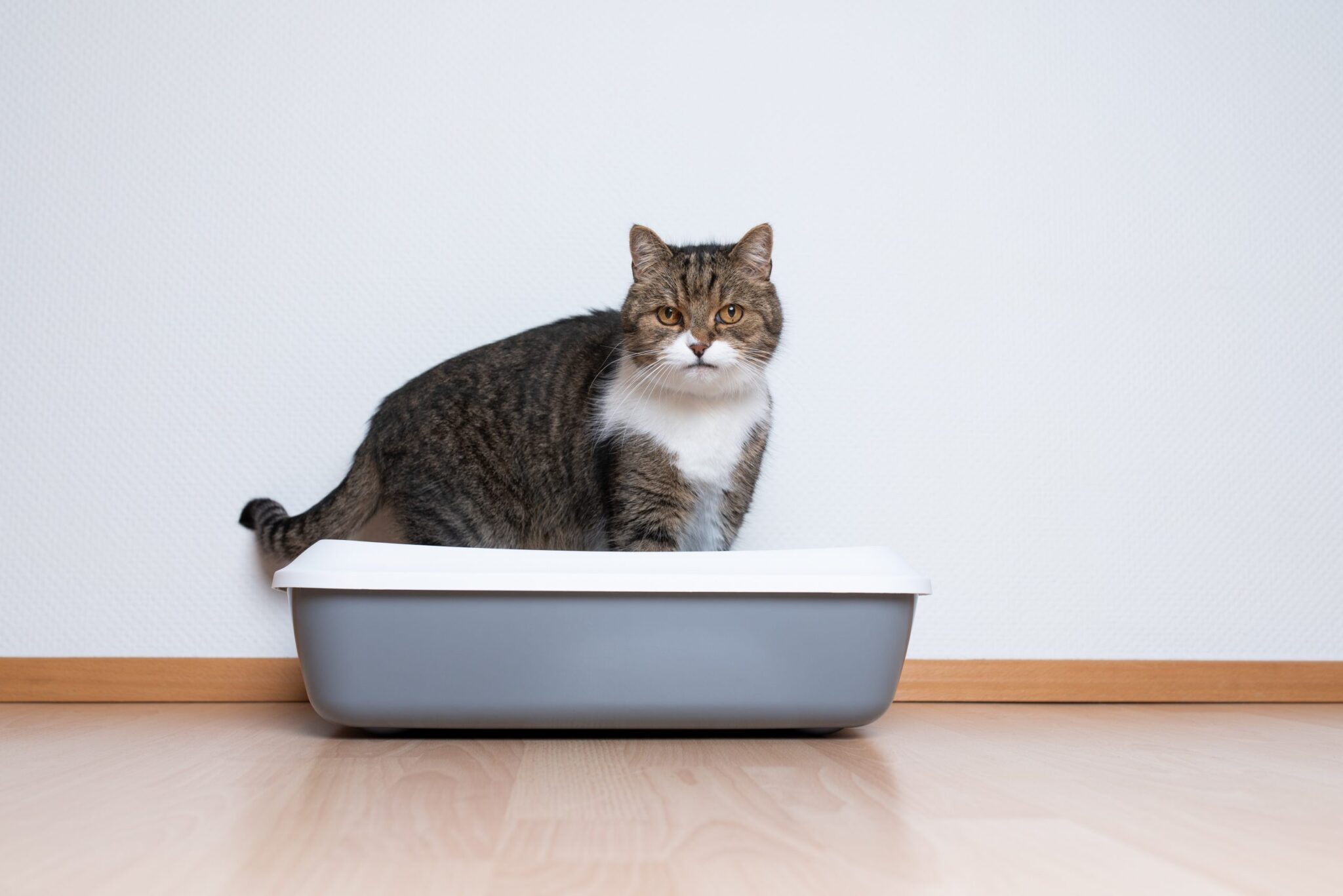 Why Cat Won't Use Litter Box? Solution? Cat is a friend!