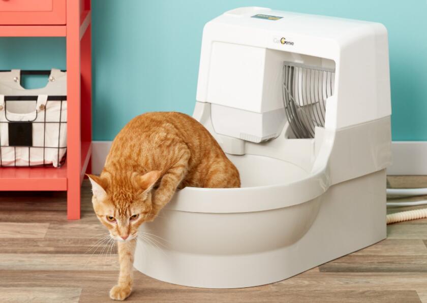 How Much Does Cat Litter Cost? How to Save the Cost? Cat is a Friend!