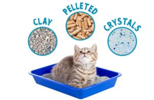 how much does cat litter cost
