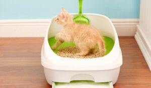 how much does cat litter cost