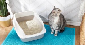 how to get cat to use new litter box