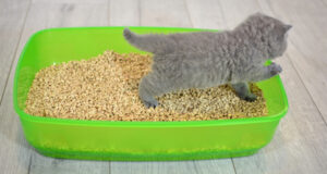 how to get cat to use litter box in new house