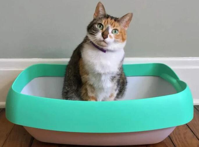 Why Does My Cat Sit in the Litter Box? How to Deal with It?