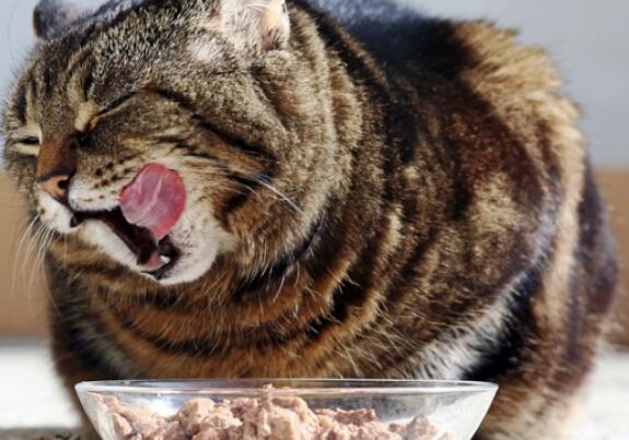 why do cat stop eating wet food