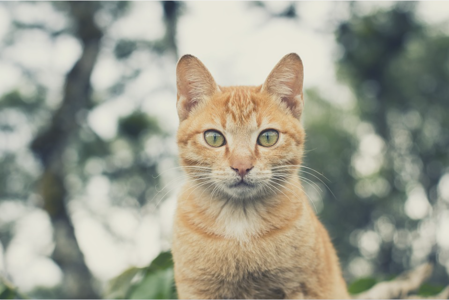 Asian cat-image from pixabay by Pexels